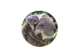 koala